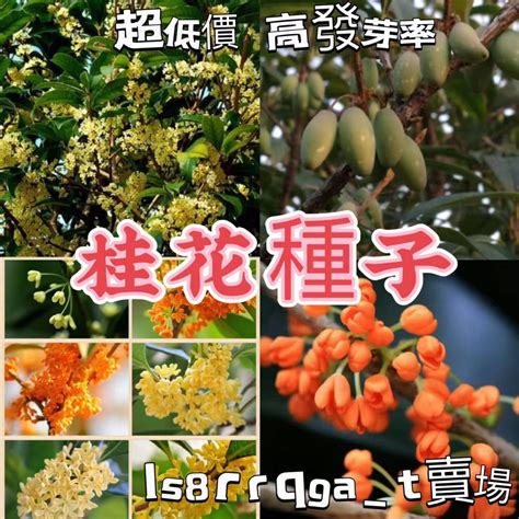 桂花樹種類|桂花品種大全圖識